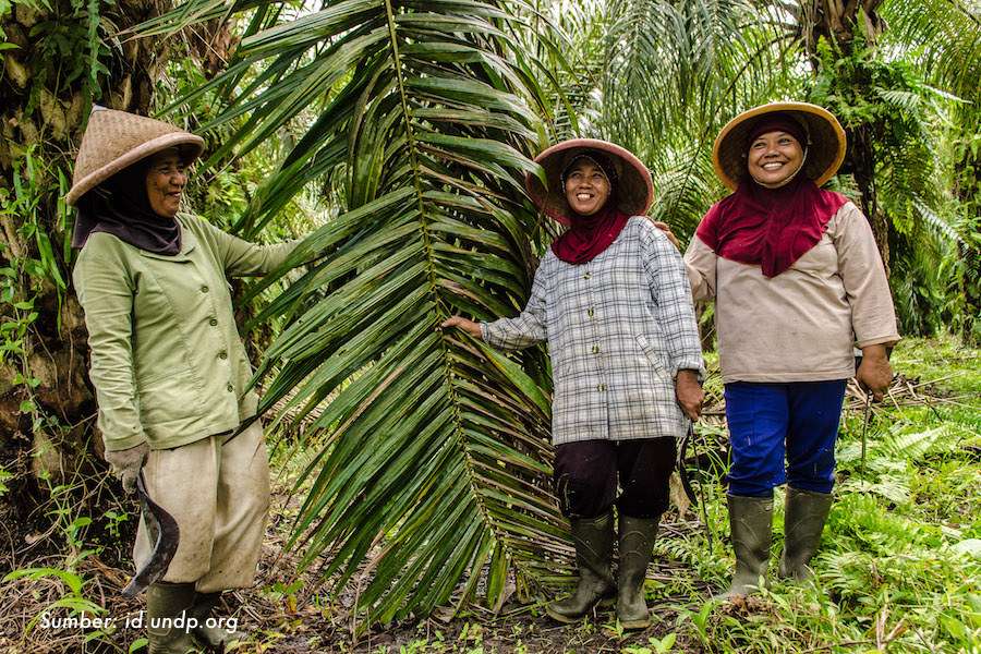 Pembentukan Pengecekan Lahan oleh Kadis Disbun Riau
