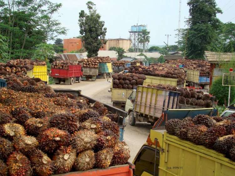 Ekspor Perkebunan Naik jadi Rp 359 Triliun di Tengah Pandemi Covid-19