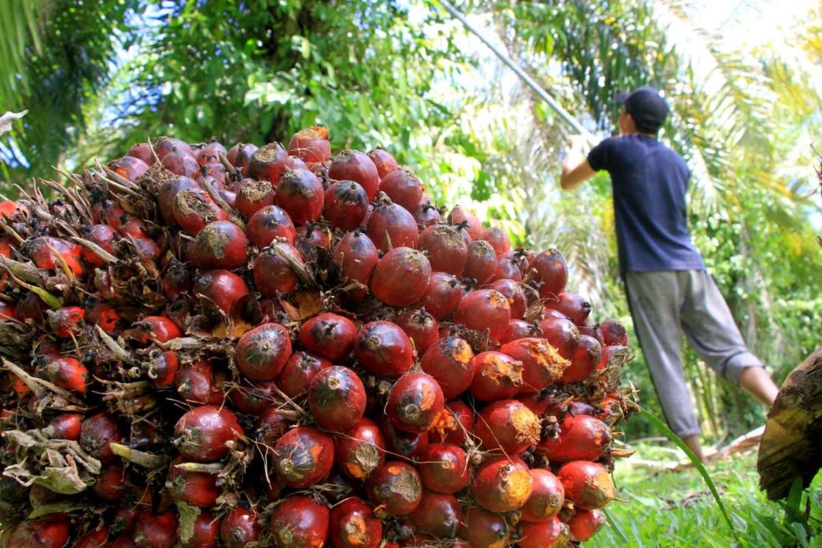 Jadi Komoditas Utama, Kelapa Sawit di Riau Naik