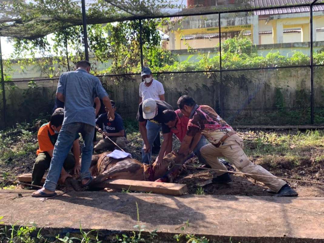 Masih Suasana Hari Raya Idul Adha Dinas Perkebunan Melaksanakan Kegiatan Berqurban
